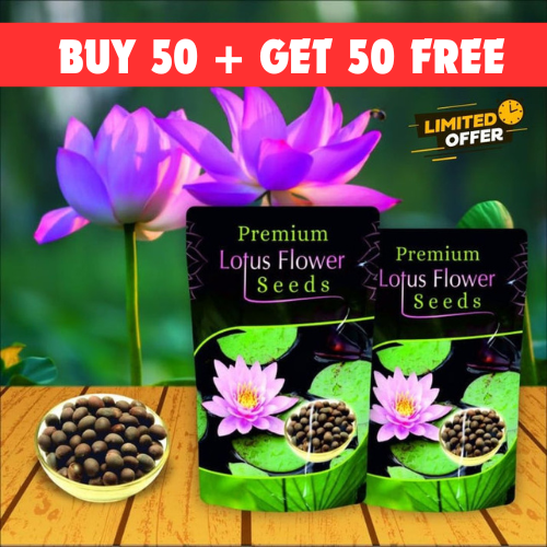 Premium Multi-coloured Mini Indoor Lotus (Kamal) Seeds