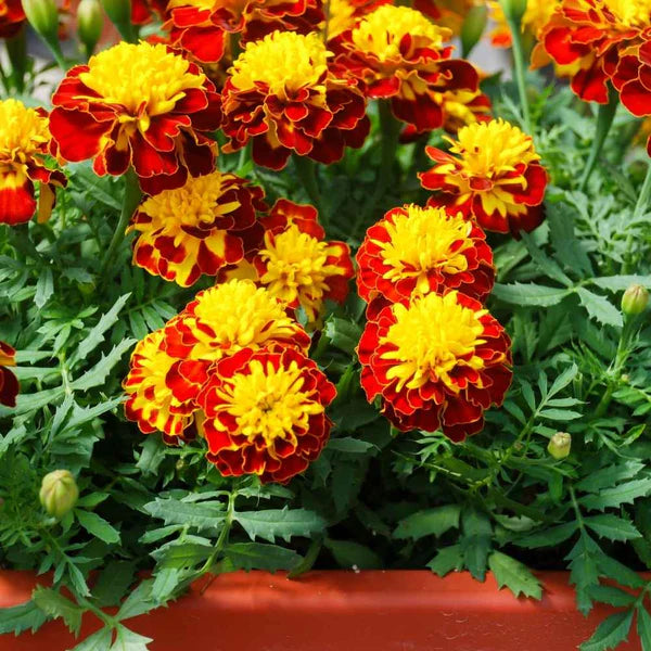 FRENCH MARIGOLD SEEDS (GENDA/गेंदा के फूल के बीज)