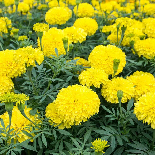 MARIGOLD YELLOW FLOWER SEEDS (PILA GENDA/ पीले गेंदा के बीज)