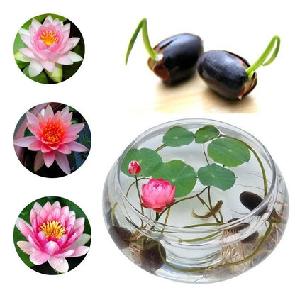 Premium philippines Lotus Flower Seeds