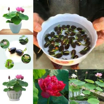 Premium philippines Lotus Flower Seeds