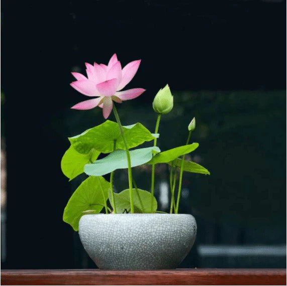 Premium philippines Lotus Flower Seeds