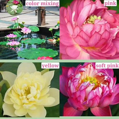 Premium philippines Lotus Flower Seeds